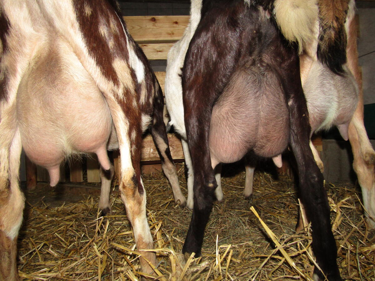 Anglo Nubier Kitze 3