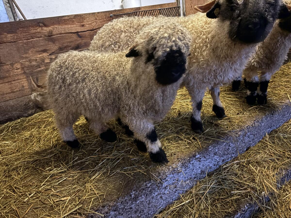 Walliser Schwarznasenbock 2