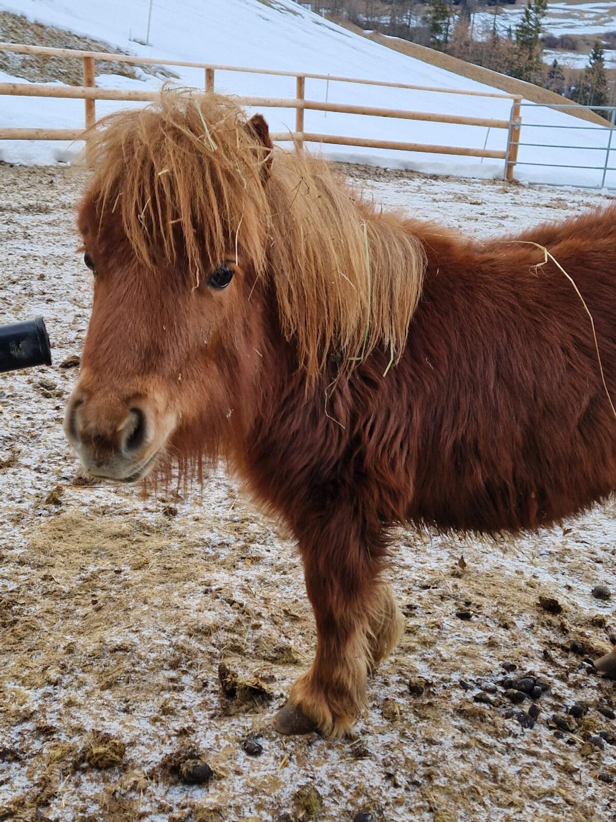 Mini-Shettymix Stutfohlen Felicitas 2