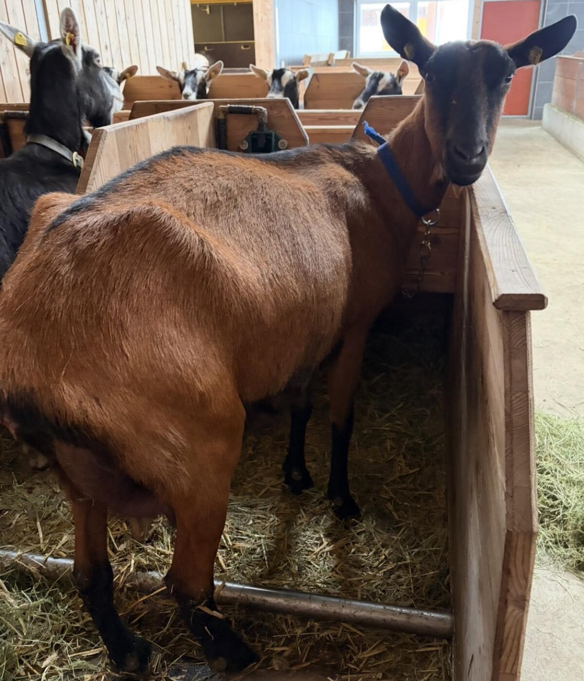 GGZ Ziege zu verkaufen Zucht 2