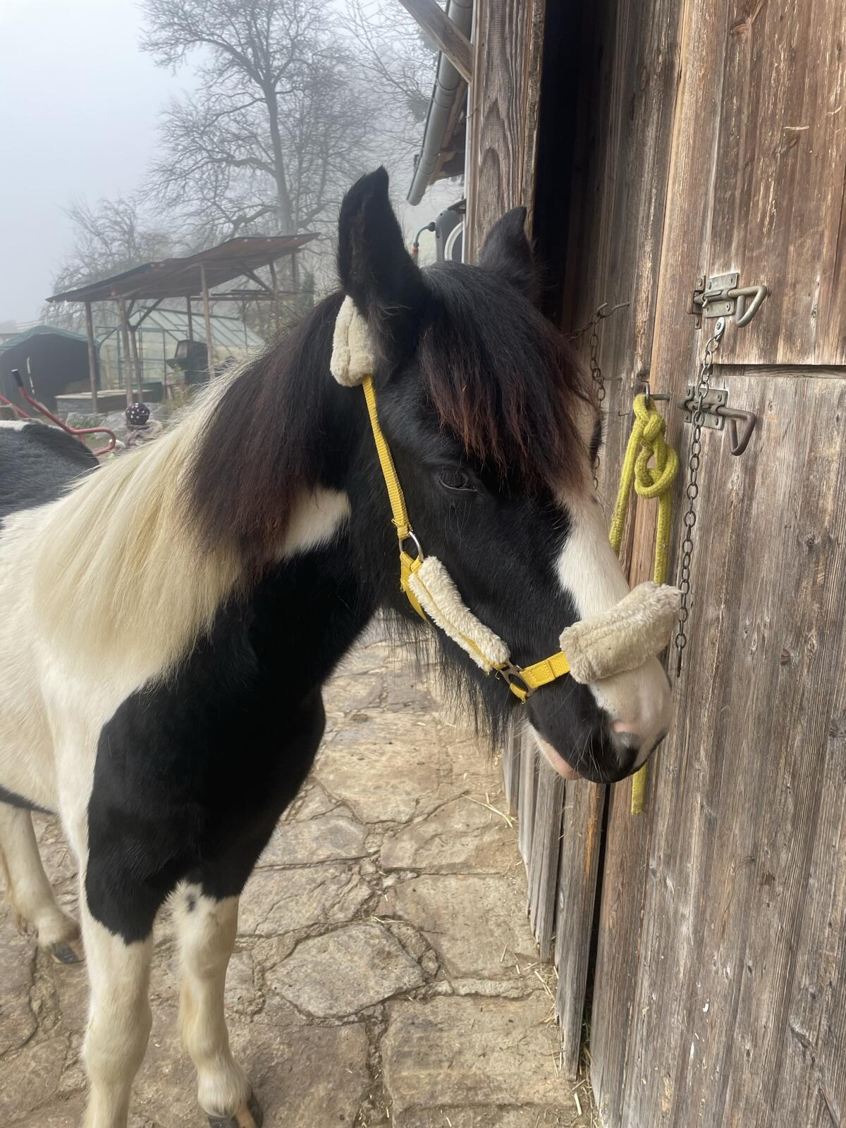 Tinkerpony Junghengst 2