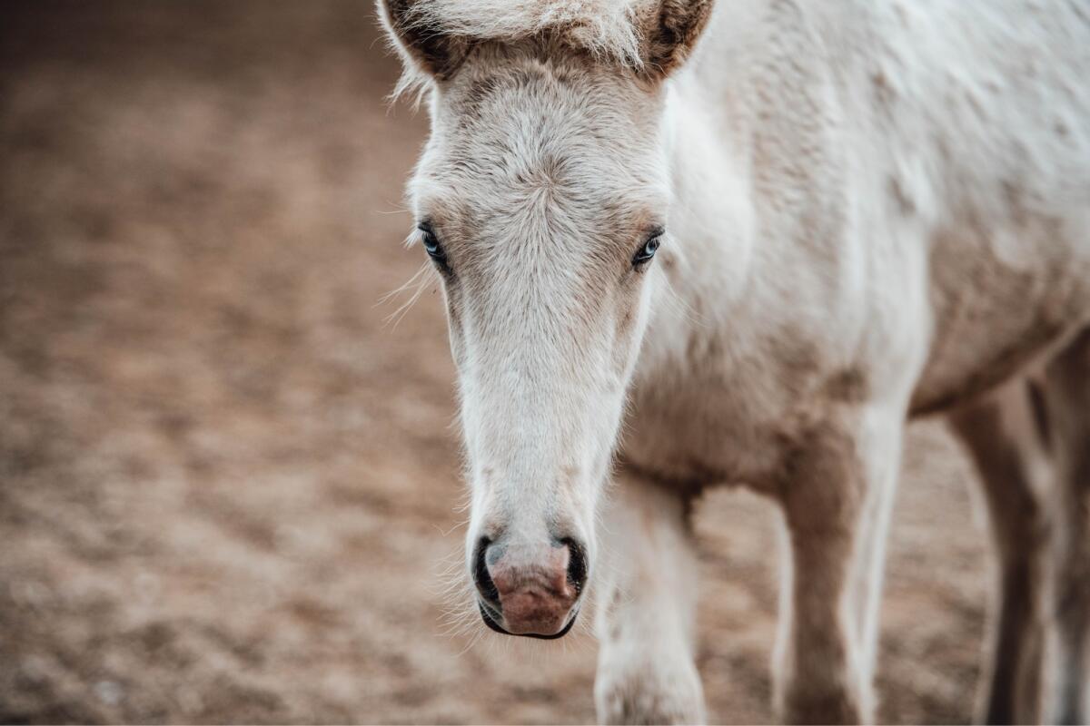 Isländer Hengst Jährling 3