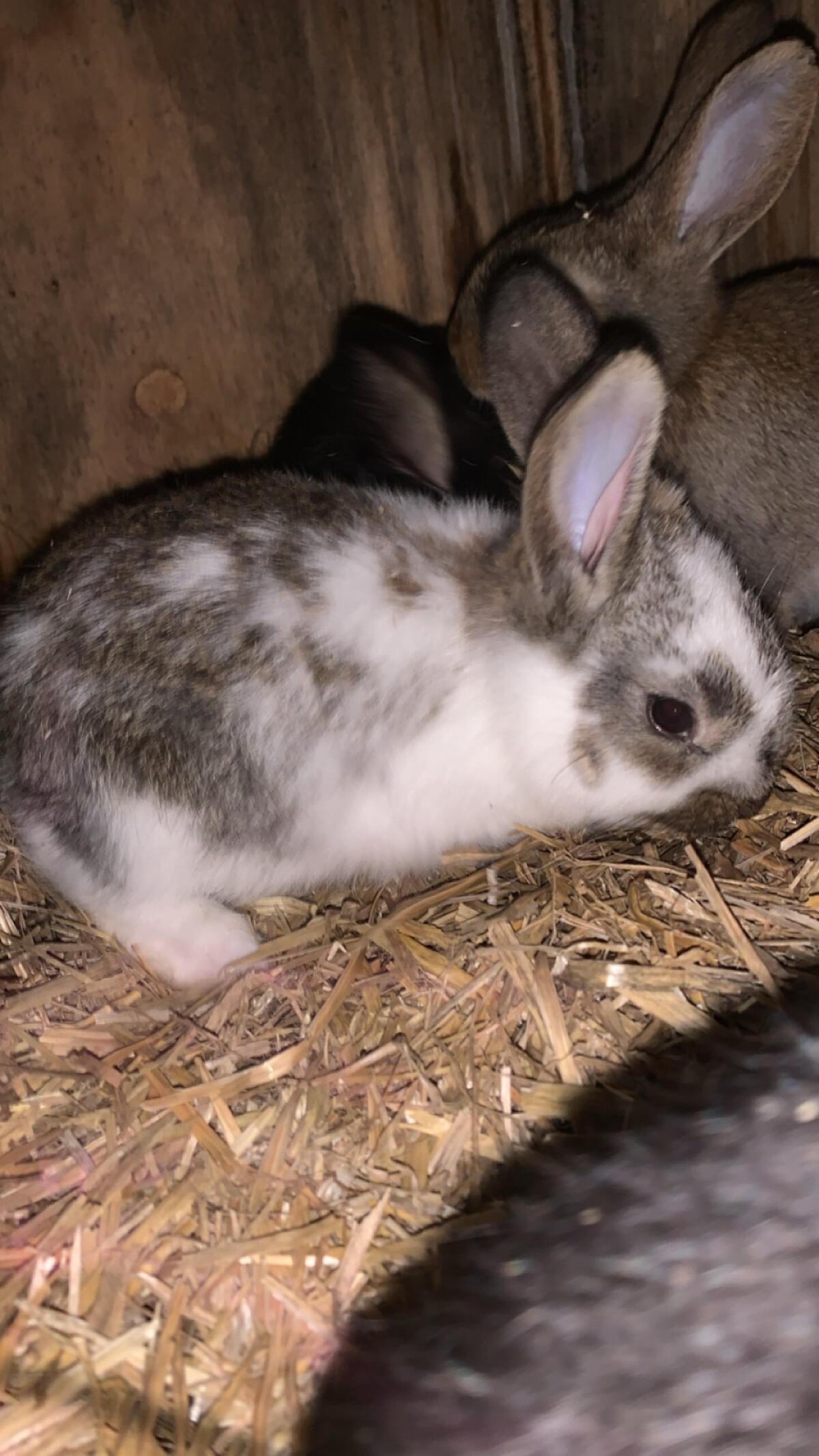 Kleine Mischlinge abzugeben. 2