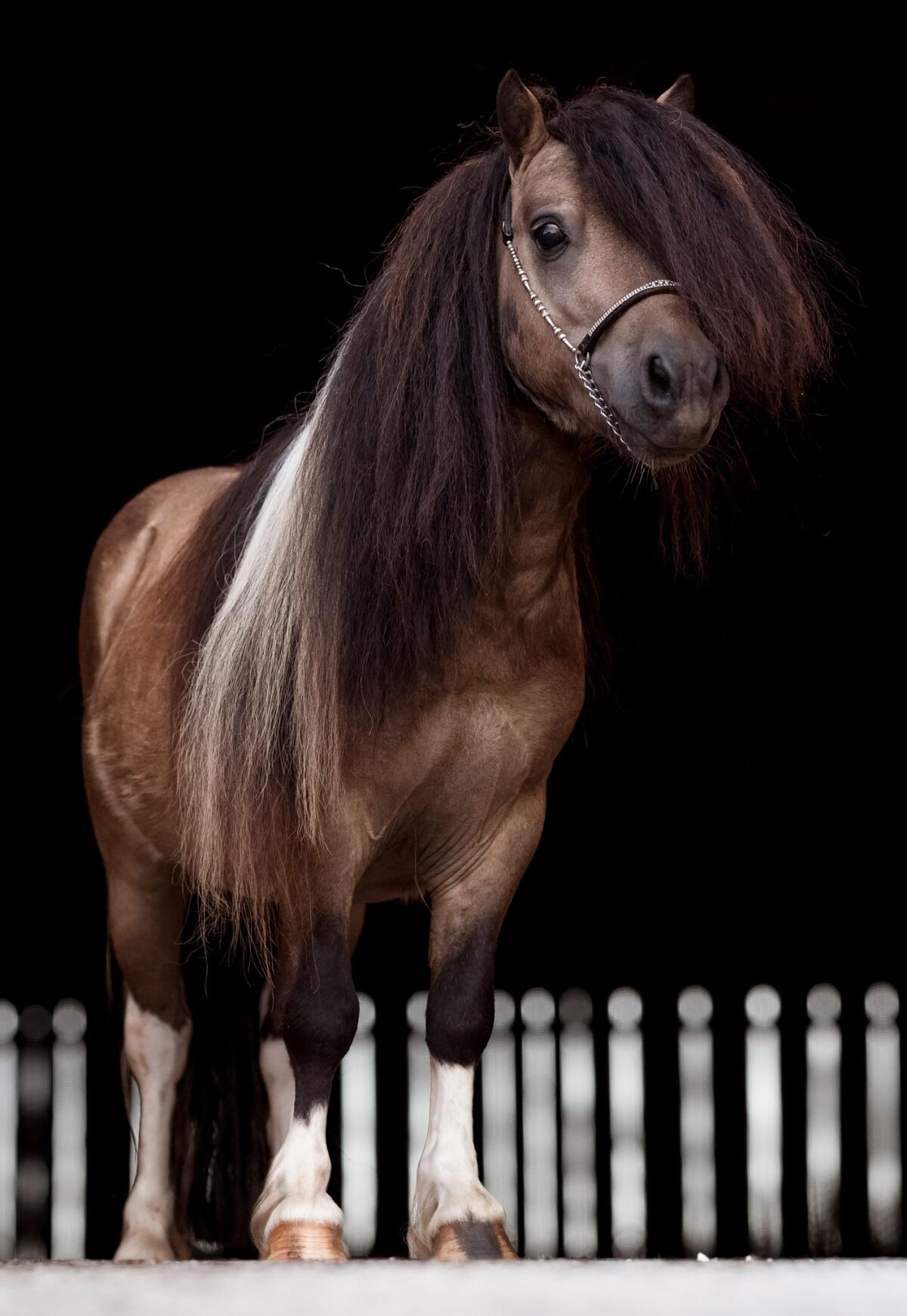 Deckhengst in Sonderfarbe Mushroomschecke Braun 2