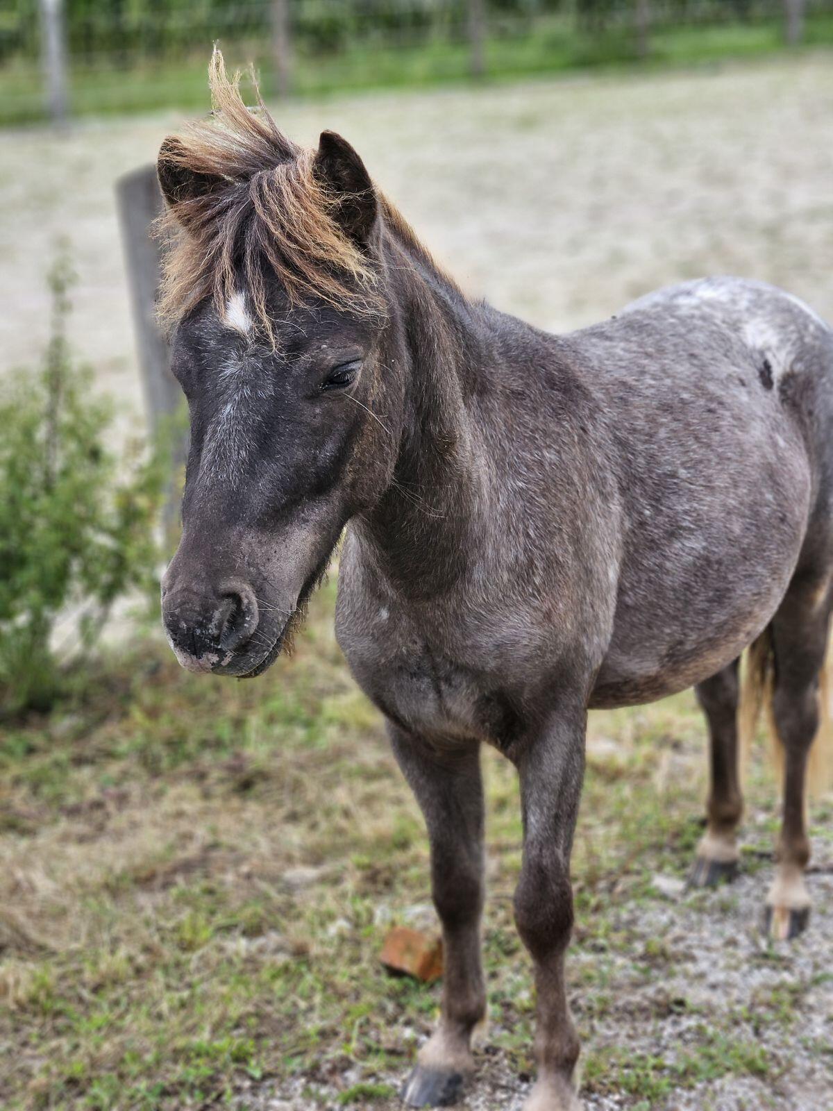 Neugieriger Ponywallach 2