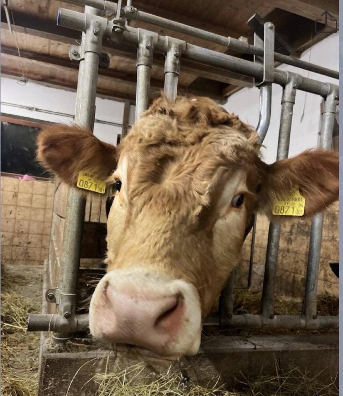 Verkaufe Limousine Stier 3