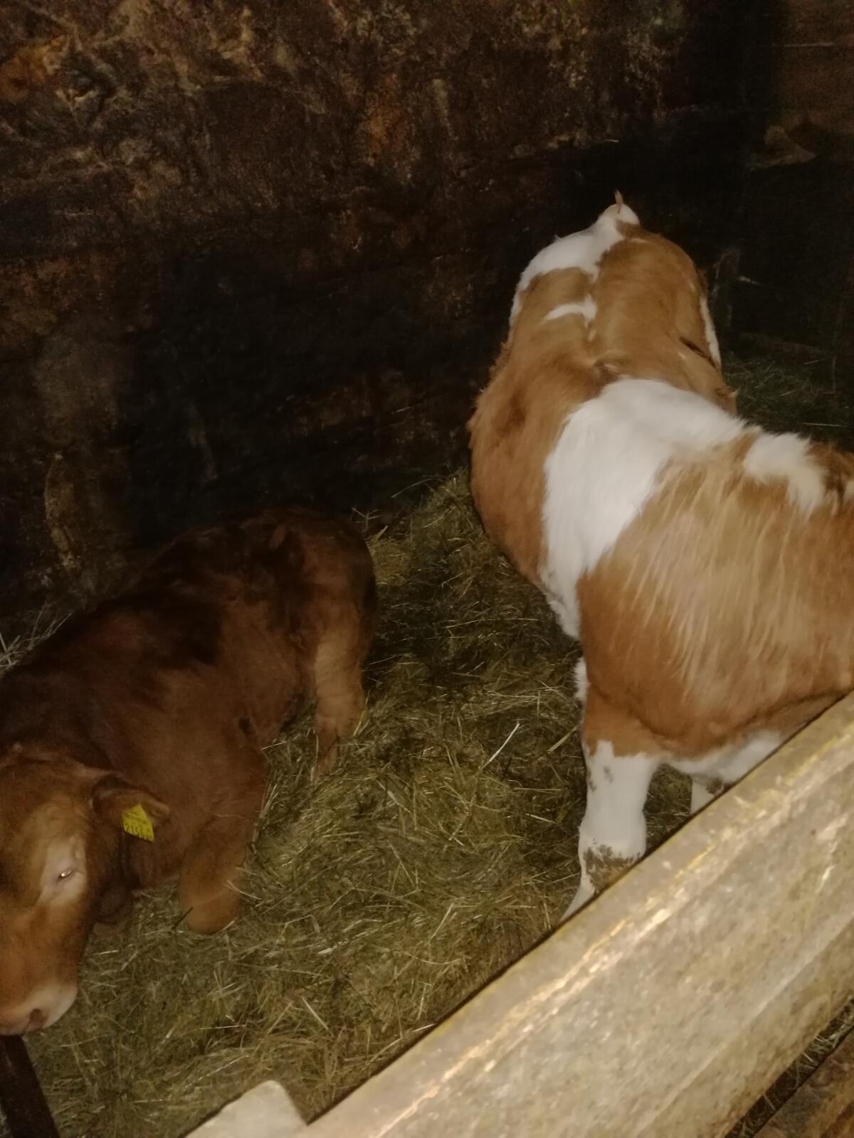 2 Einsteller, Stiere Bio 3