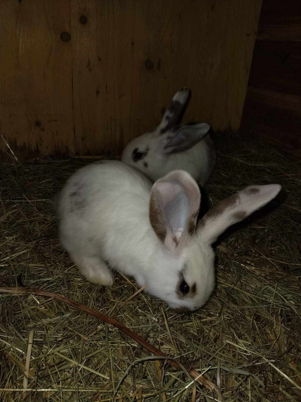 Weiße Riesenhasen 2