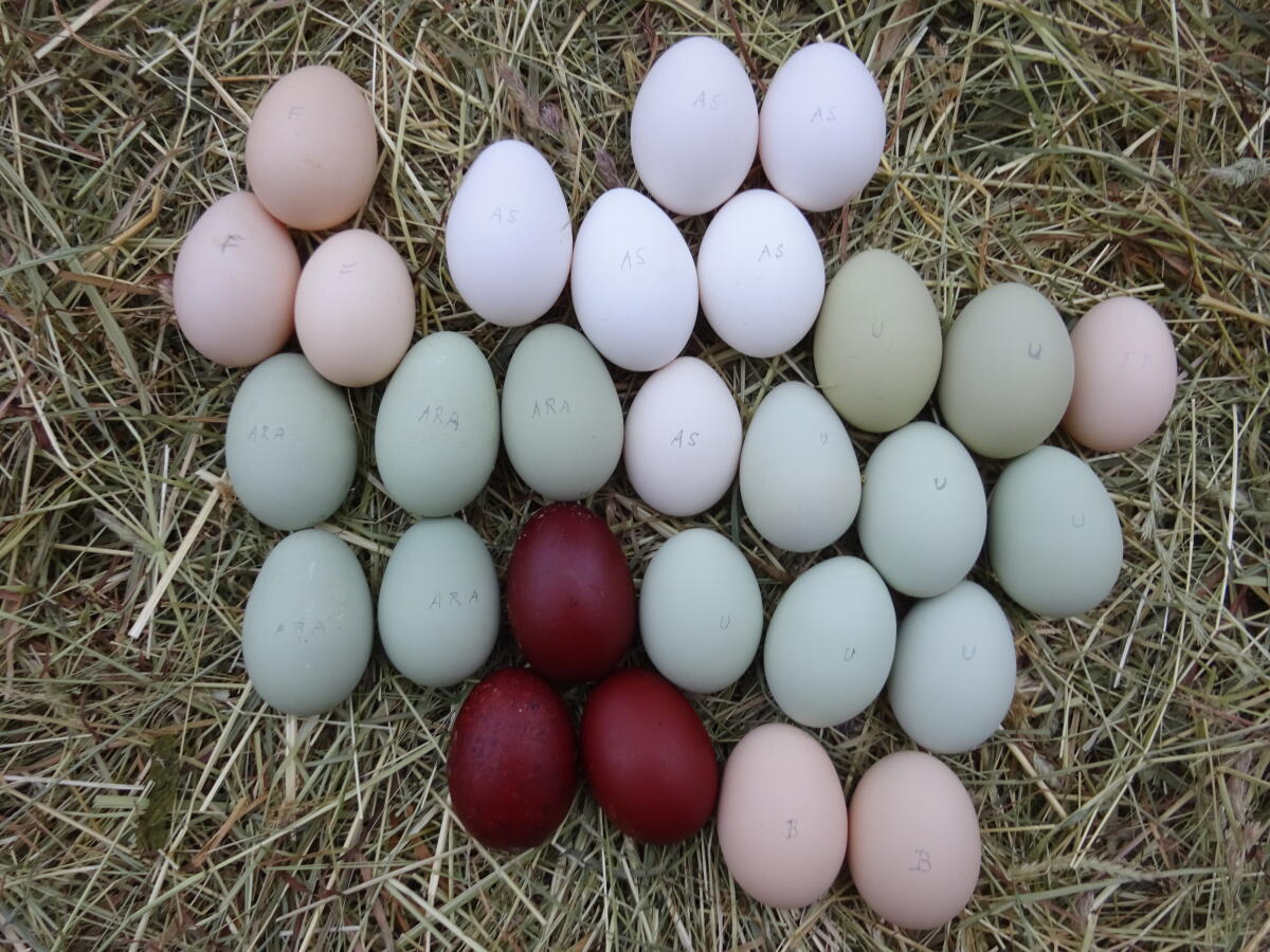 Speiseeier, Eier von alten Rassen 3