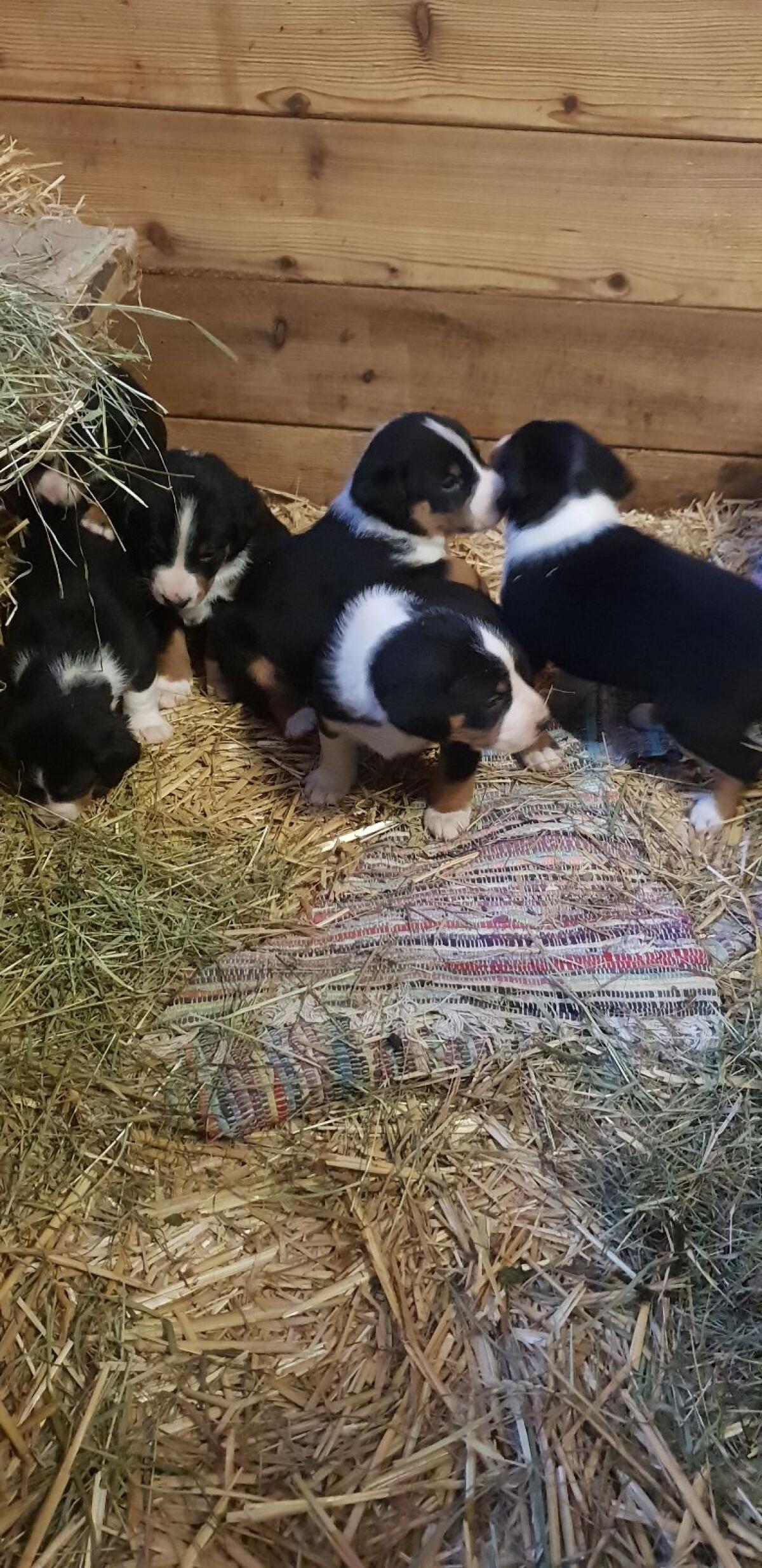 Appenzeller Welpen 2