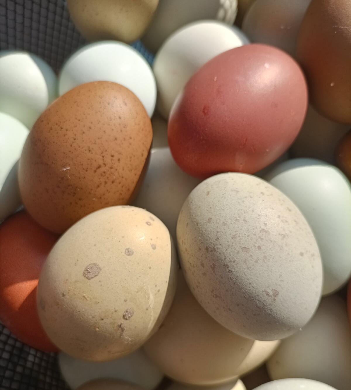 Bruteier Buntleger Easteregger Marans Grünleger Natoleger 2