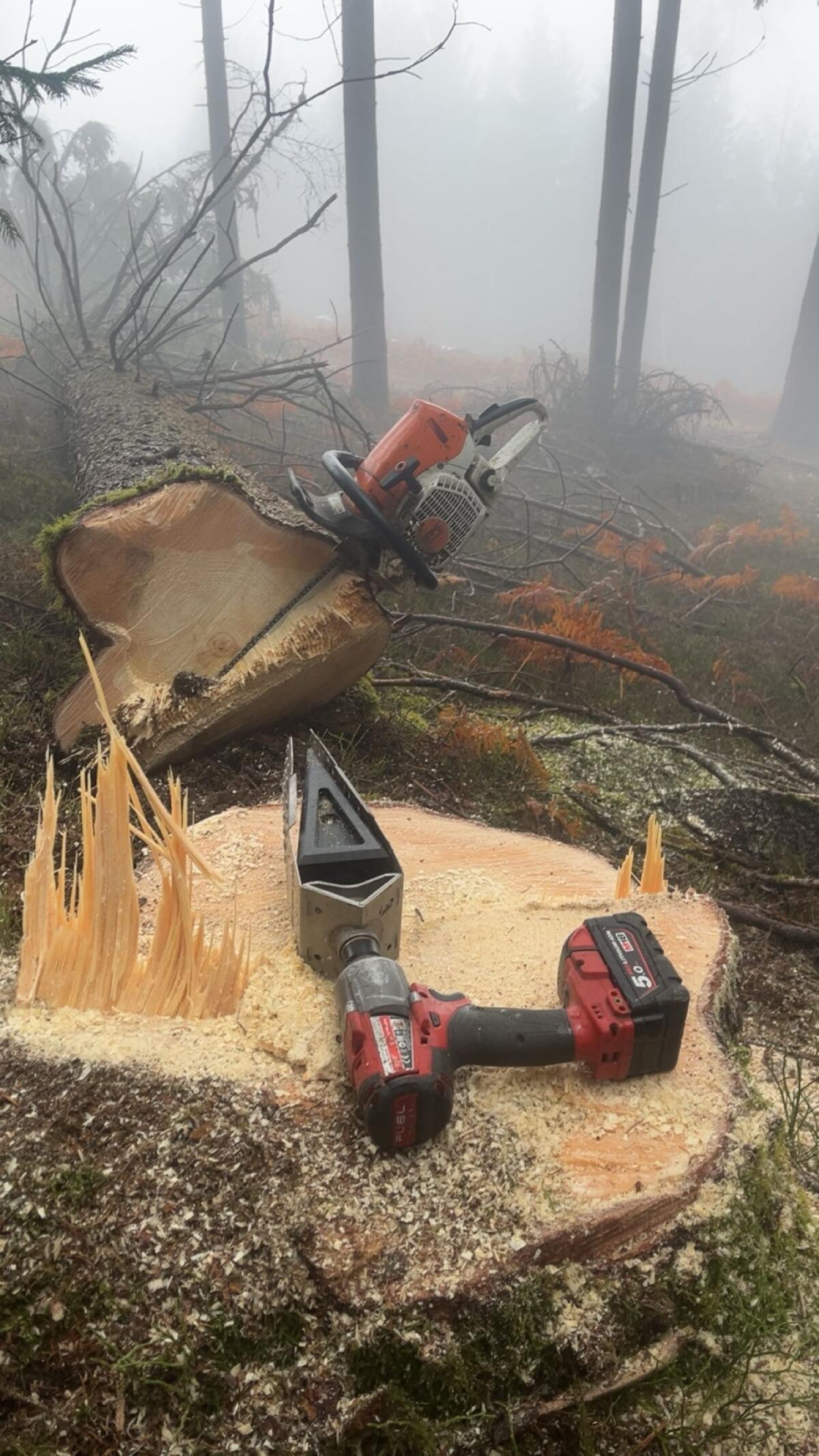 Holzschlägerungen, Forstdienstleistungen 3