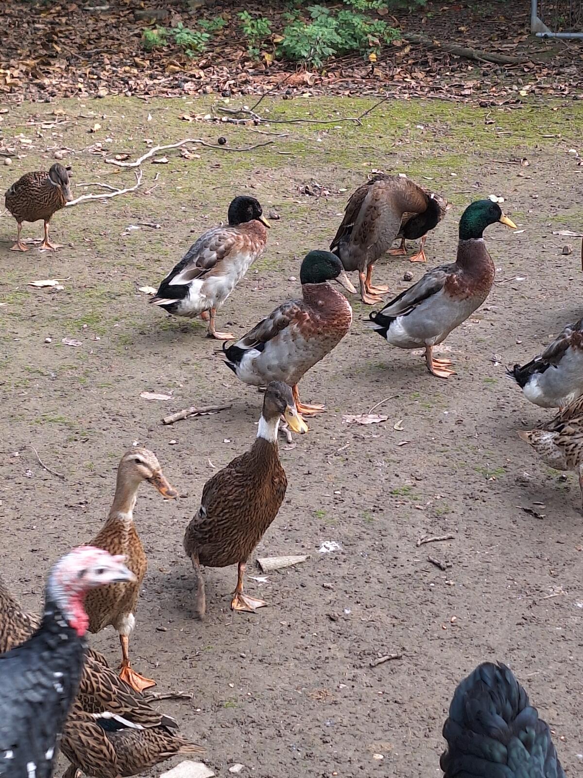 Laufenten, € 20,- das Stk. 2