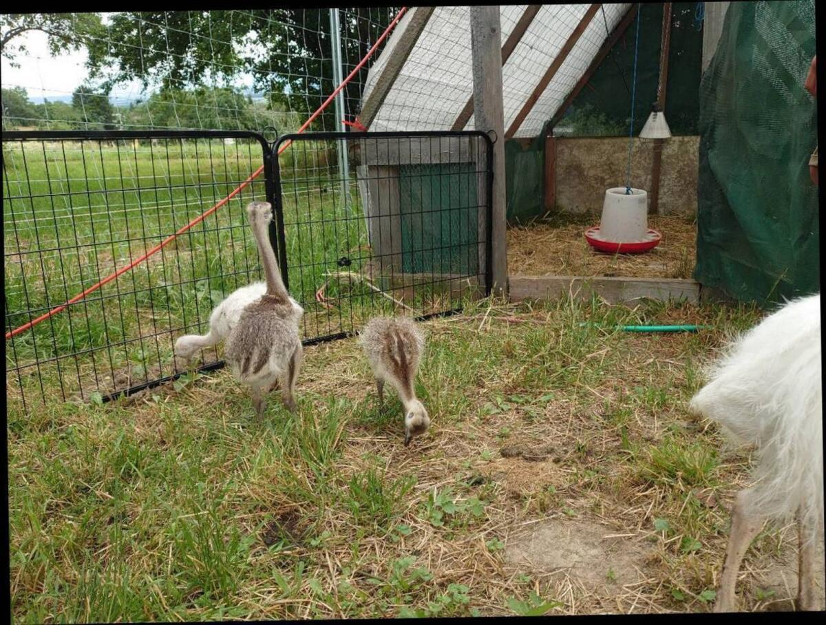 Nandu-Küken grau/weiß 2