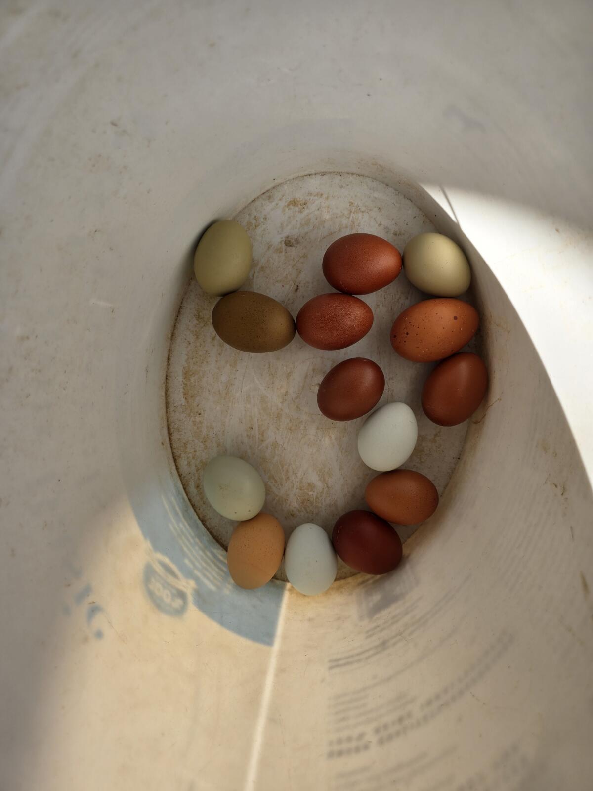 Küken zu vergeben 3