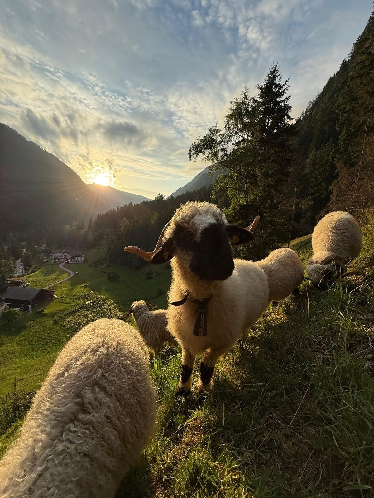 Walliser Schwarznasen 2