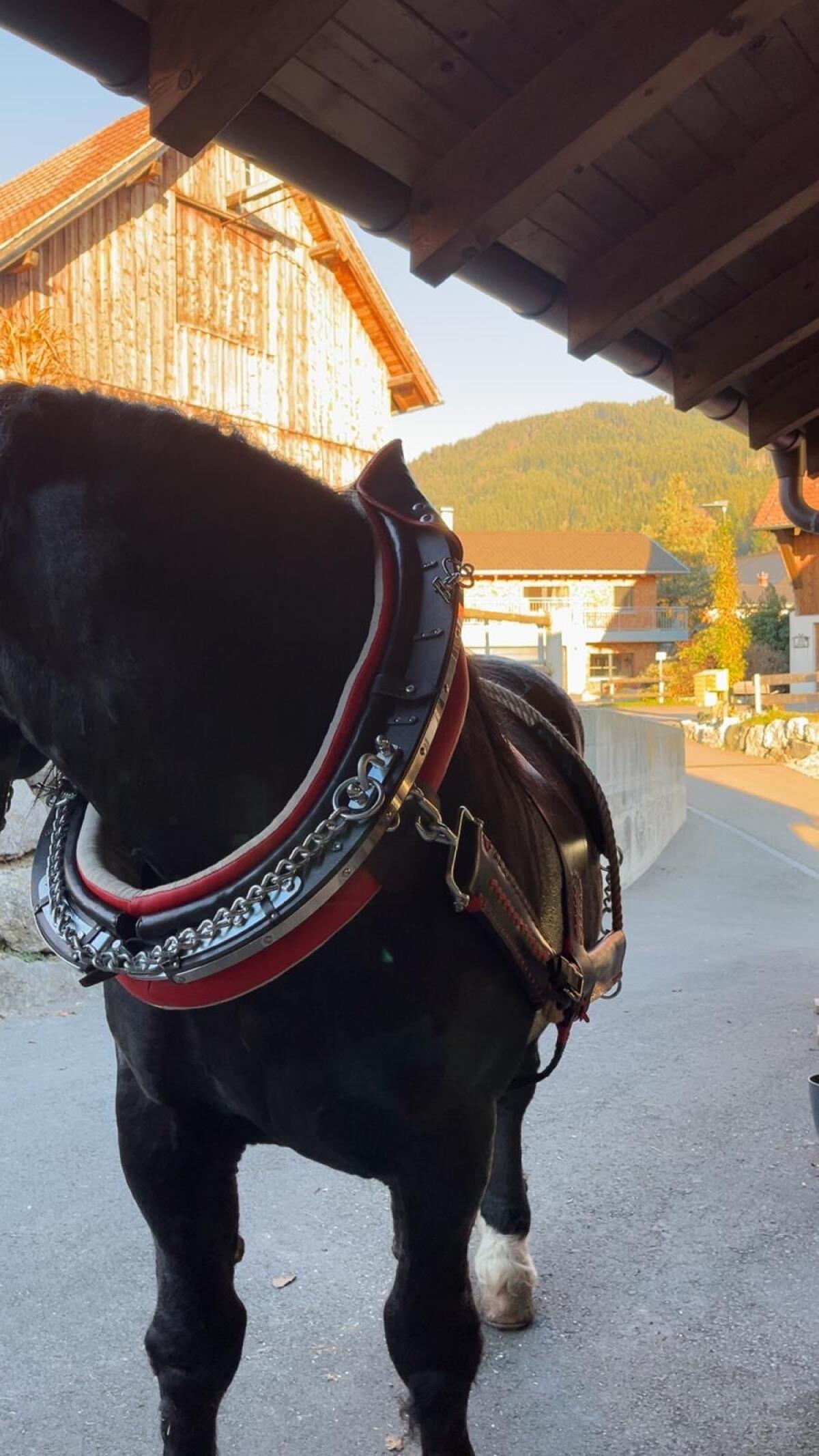 Kaltblut Doppelspänner Geschirr 2