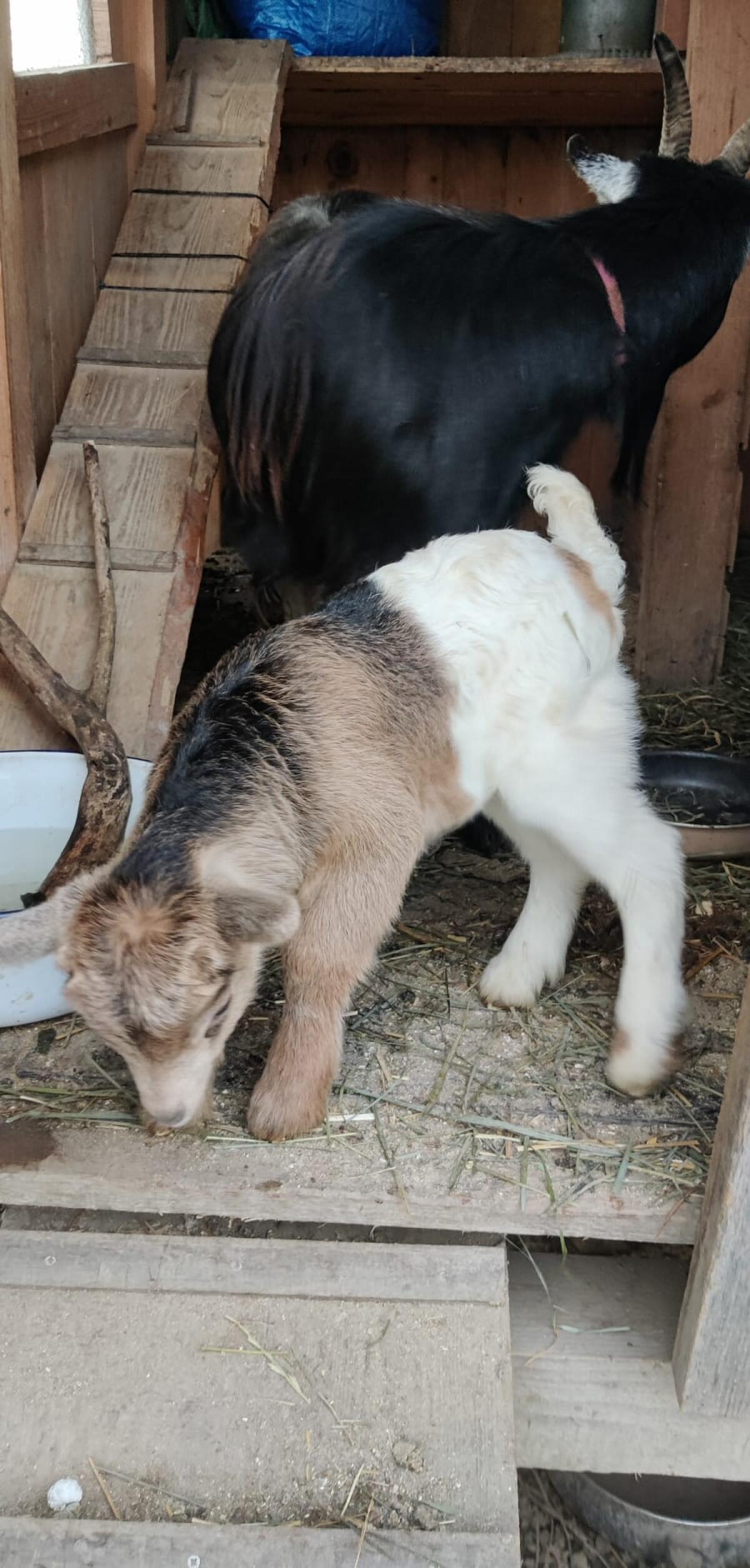 Entzückendes Zwergziegenböckchen 3