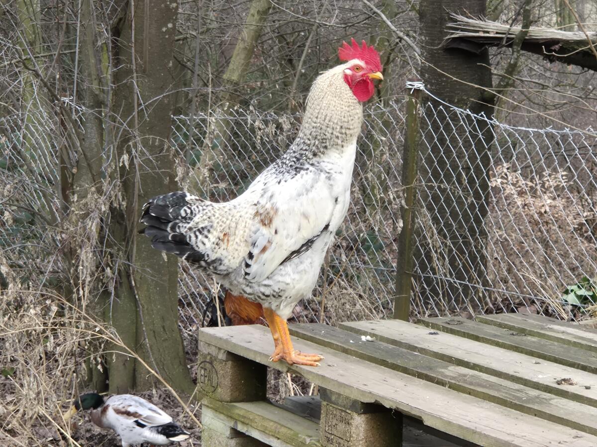 Hähne aus Naturbrut 2