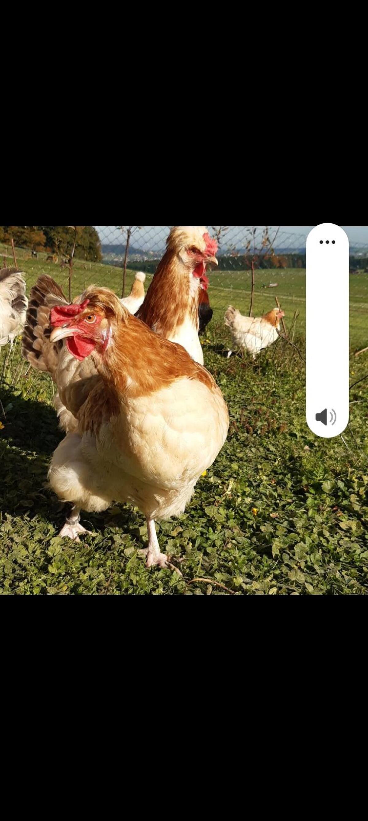 Sulmtaler Bruteier 3