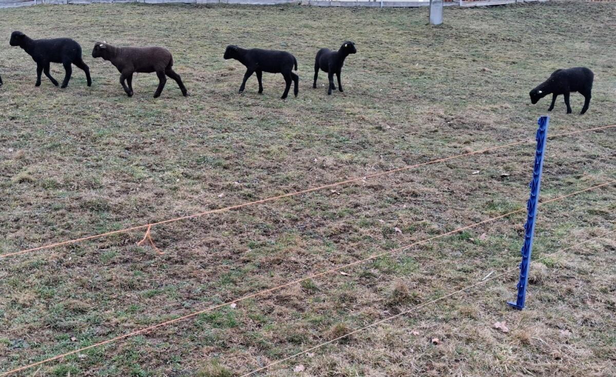 Jura Schafe weiblich 3