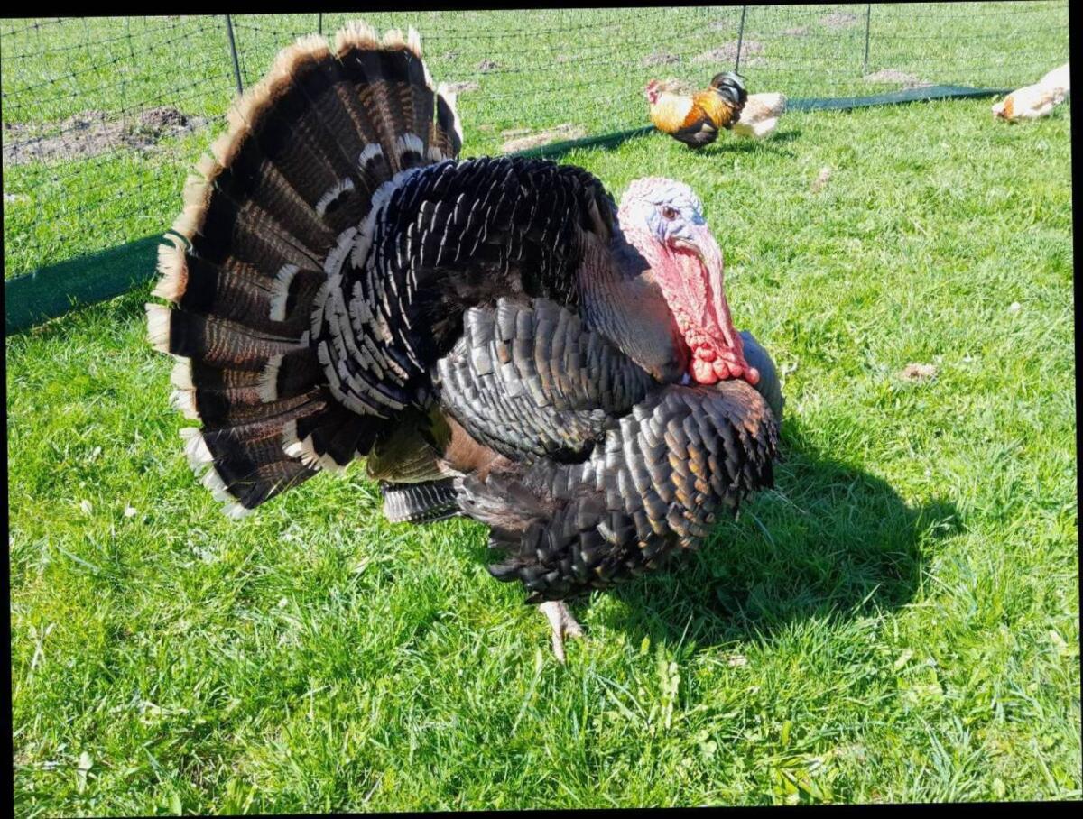 Bronzeputen Bruteier 3