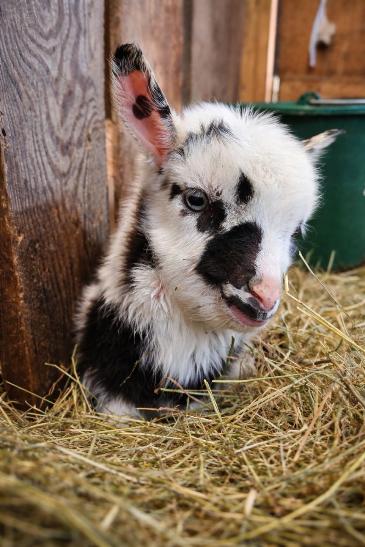 Reinrassige Tauernschecken-Kitze zu verkaufen 3
