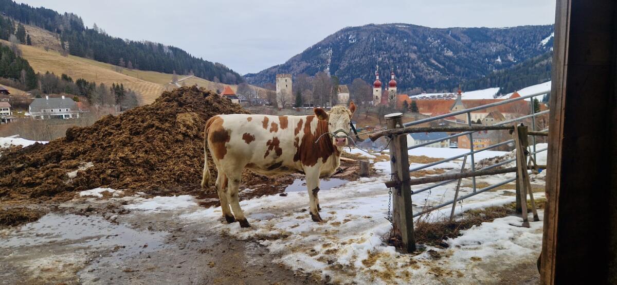 Trächtige Fleckviehkalbinnen 3