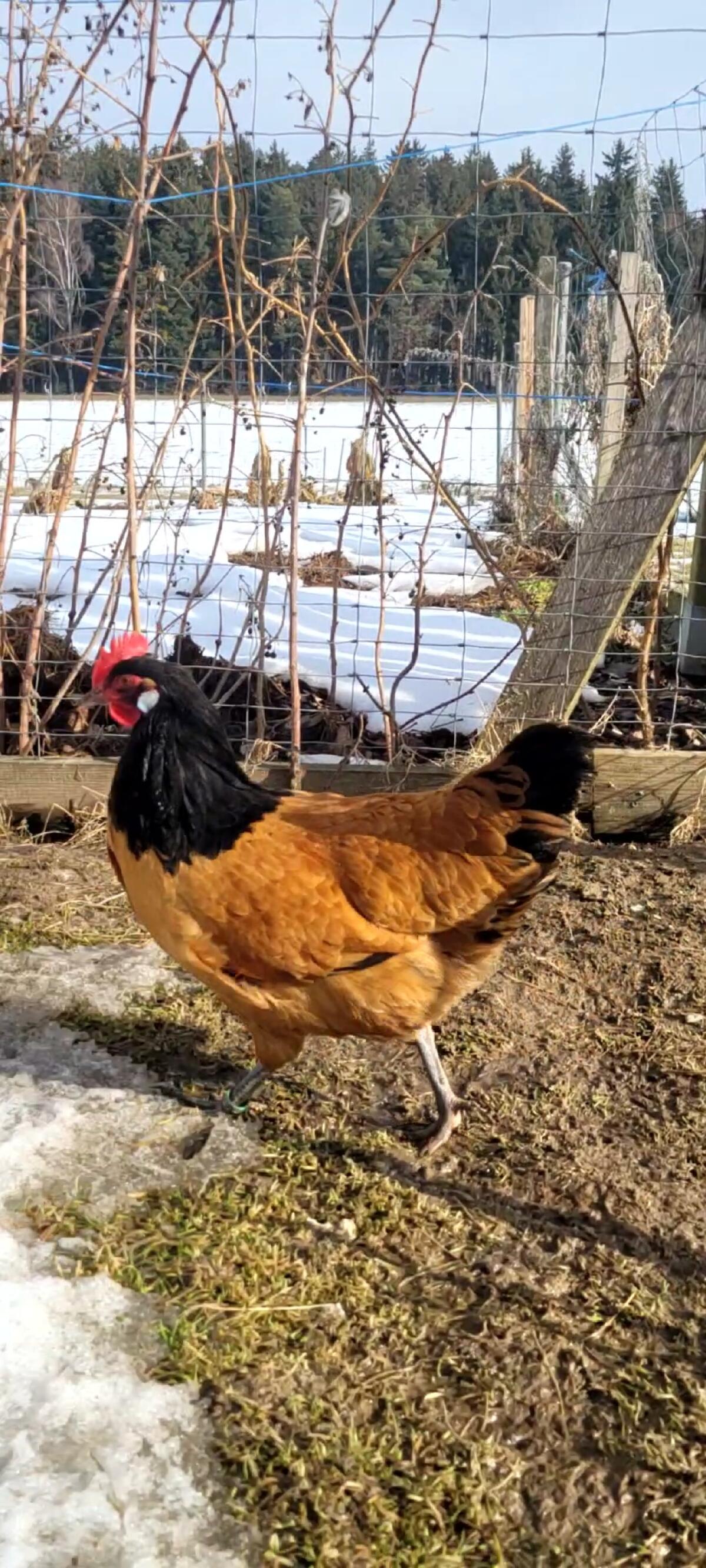 Reinrassige Vorwerkhennen, Übergabe in Linz möglich 2