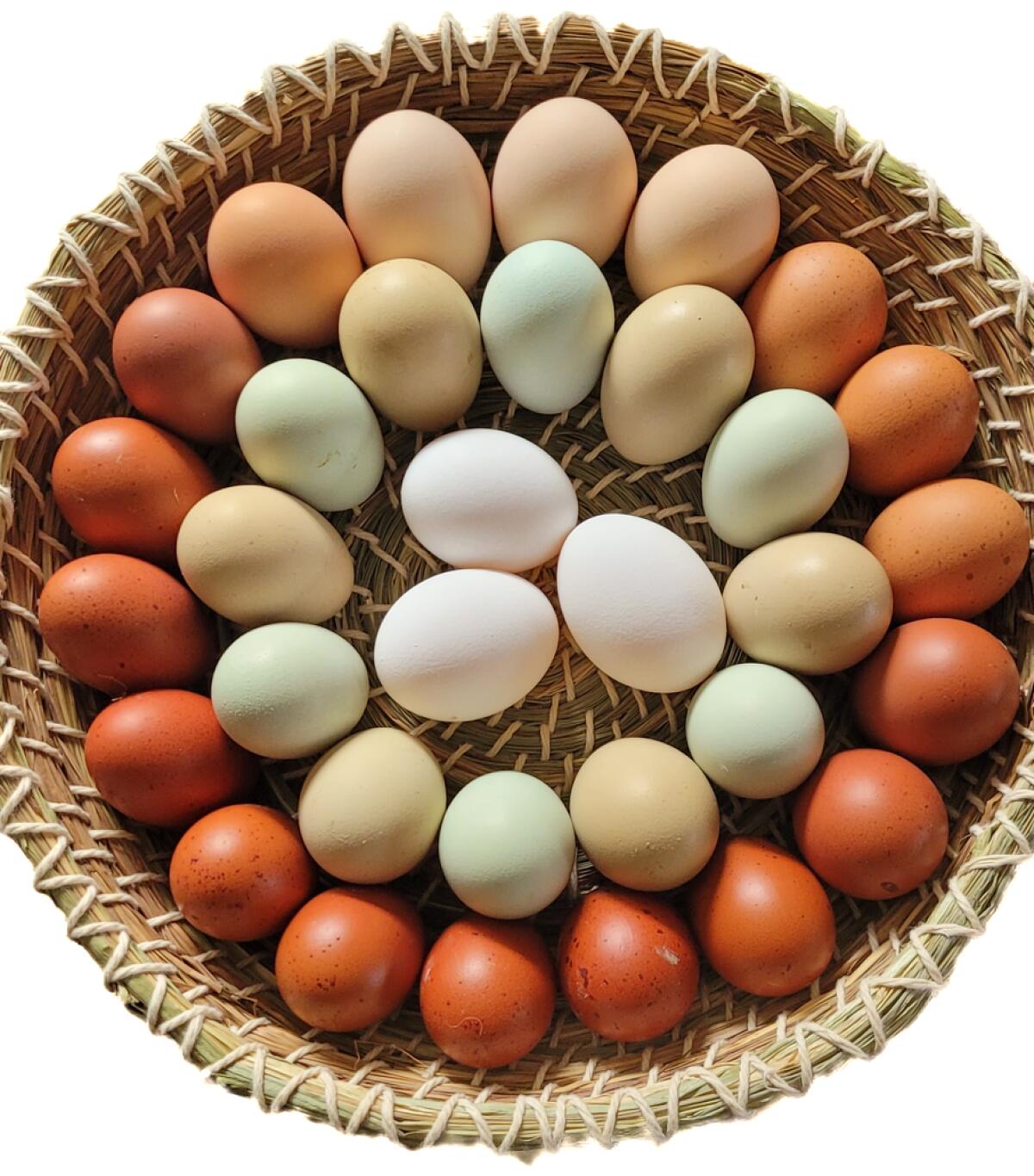 Buntlegerküken abzugeben! 3