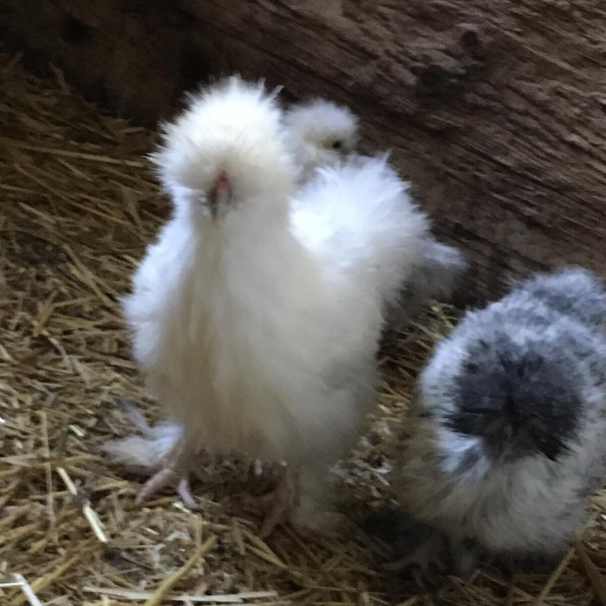 Orpington, New Hampshire, Wyandotten, Zwergseidis, Amrocks, Bruteier 3