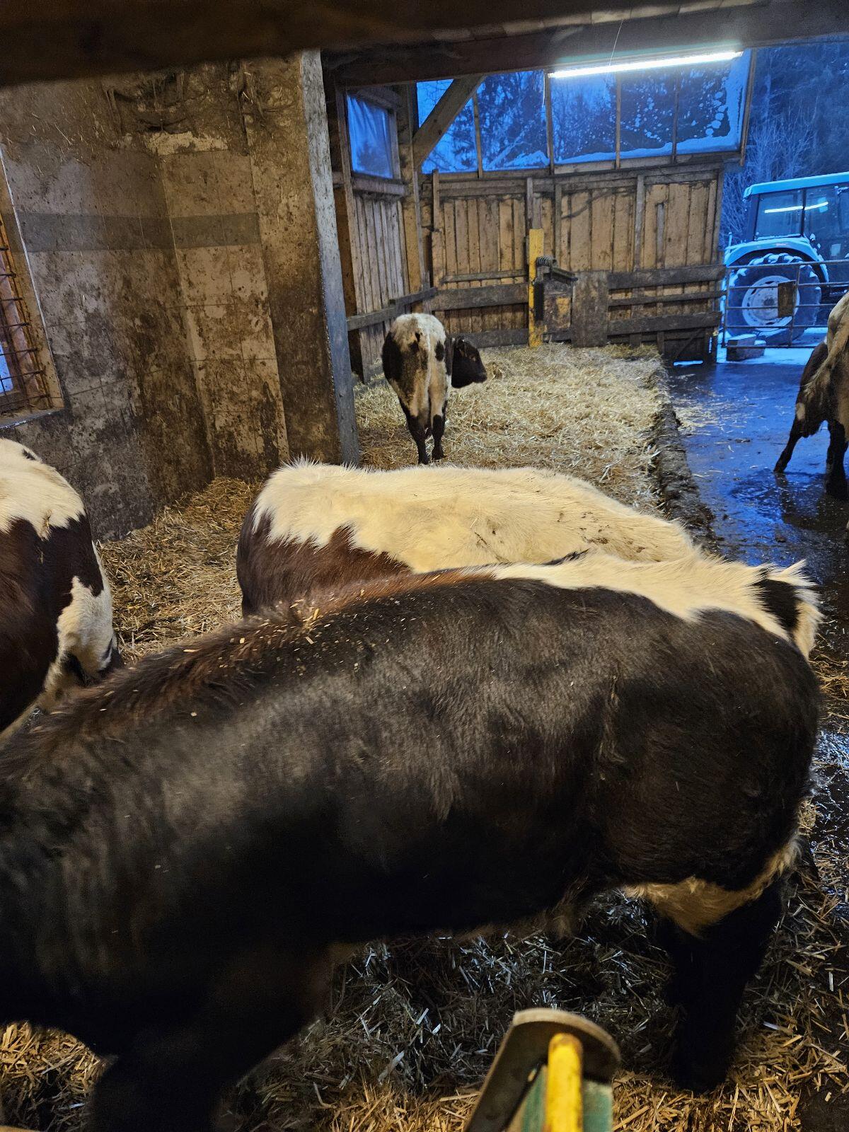 Pinzgauer Stierkälber 2