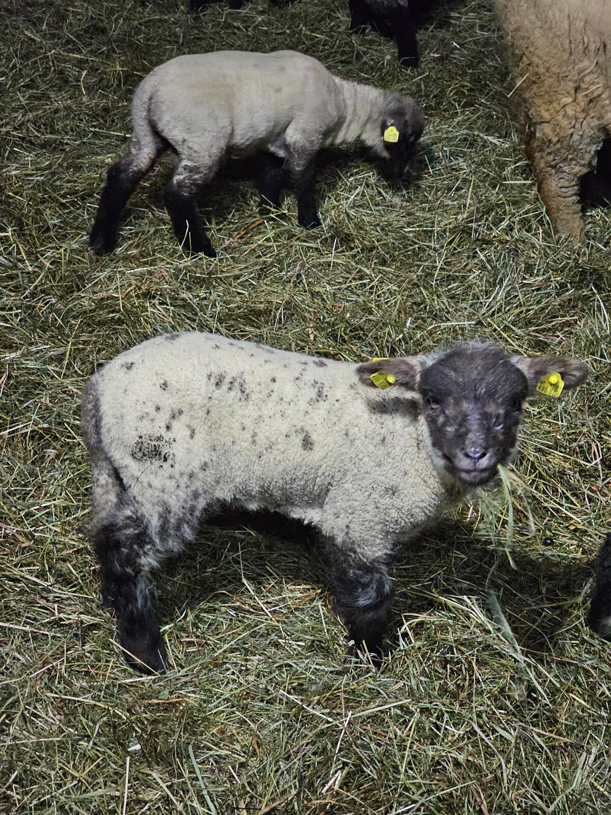 Shropshire Lämmer reinrassig m/w 3