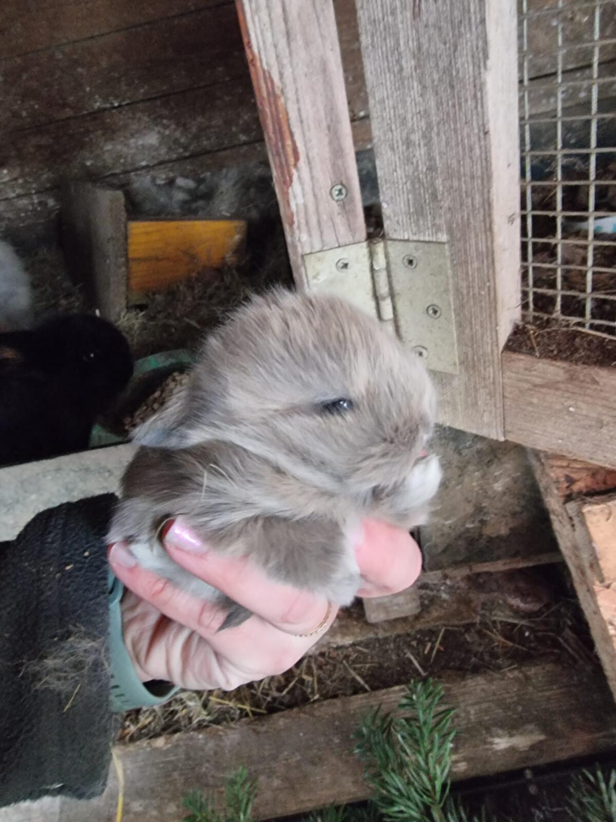 Mini Lop und Teddy-Zwerge abzugeben 2
