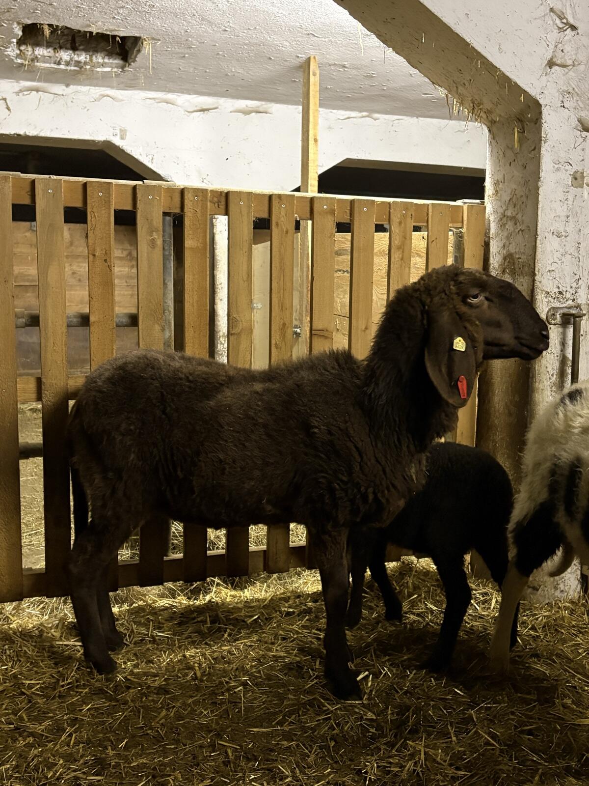 Braunes Bergschaf BIO mit Lamm 2