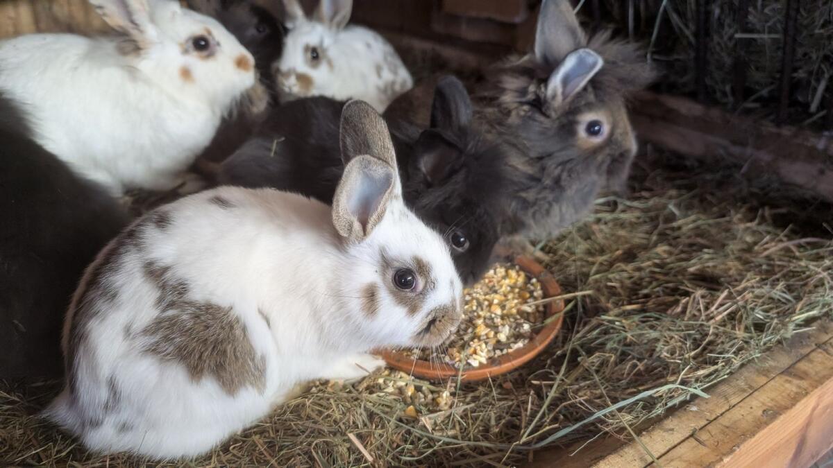 Löwenkopf Zwergkaninchen in allen Farben laufend zu vergeben. 2