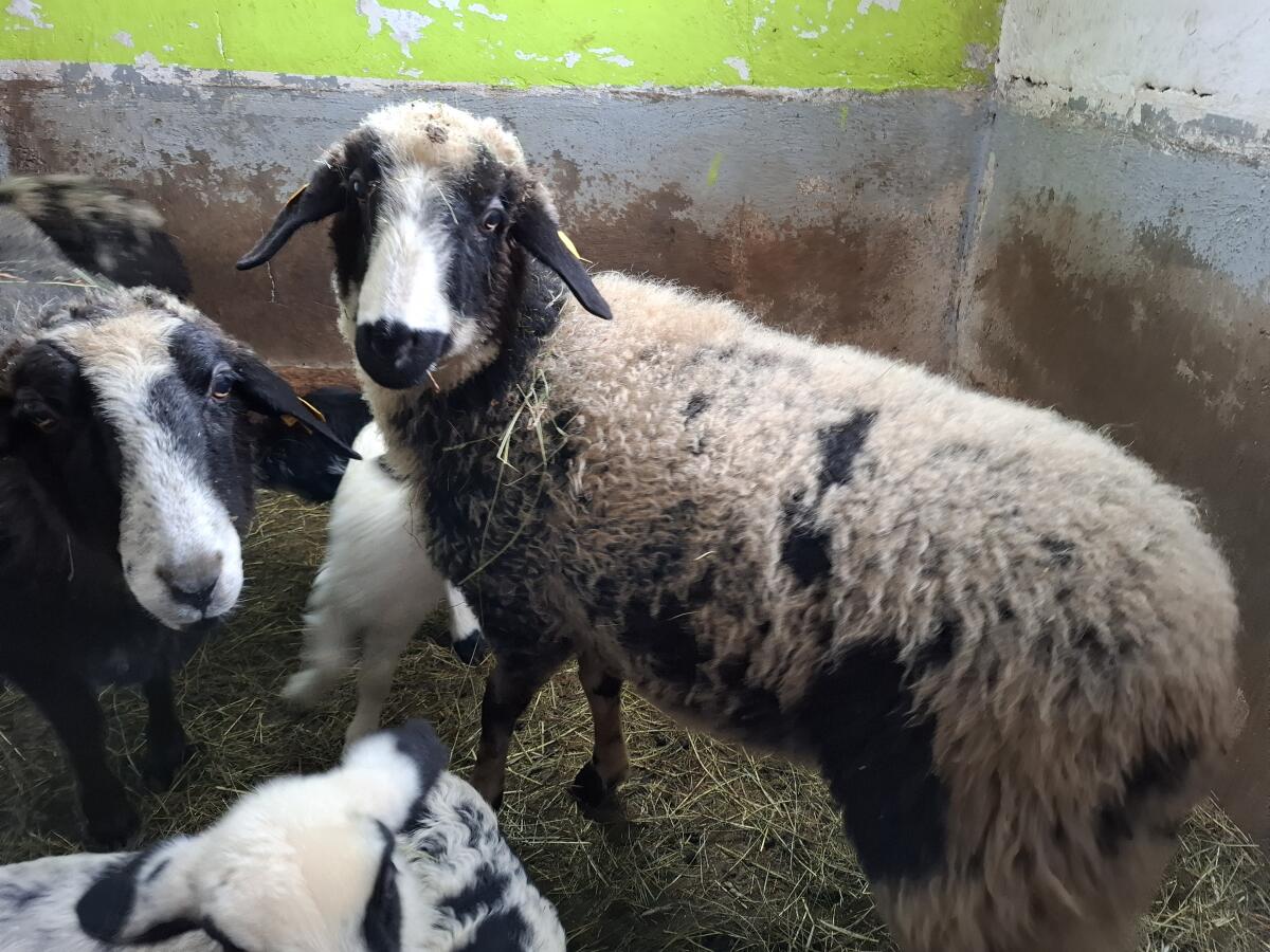 Montafoner Steinschaf, Herdebuchfähig 2