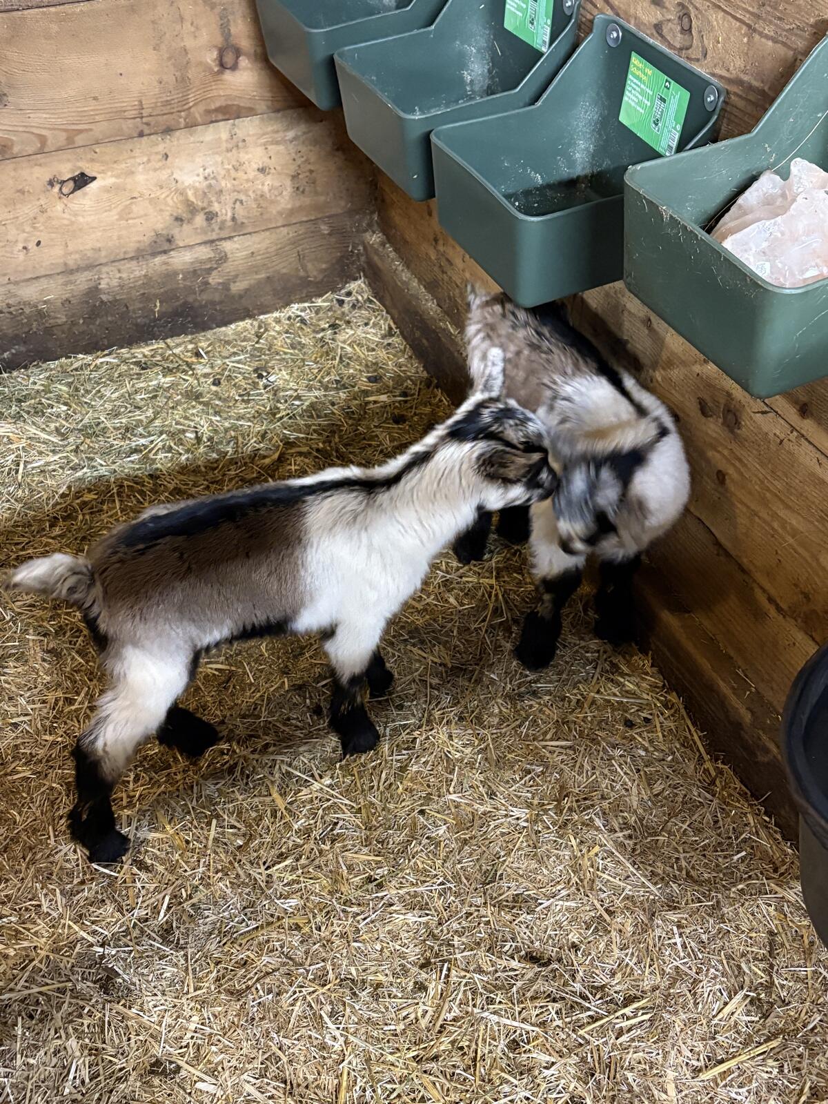 Ziegenkitze, männlich und weiblich 2