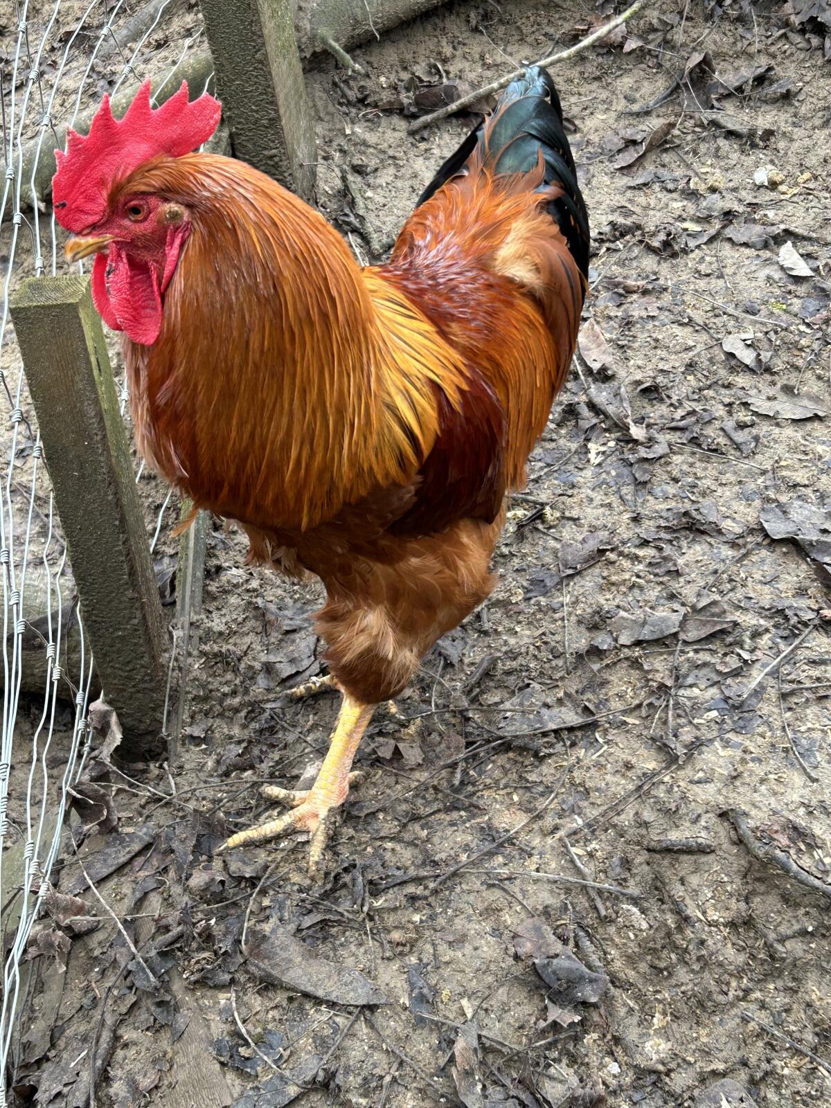 Orpington, New Hampshire, Wyandotten, Zwergseidis, Amrocks, Bruteier 2