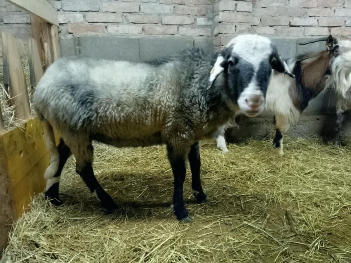 Gekörter Alpiner Steinschaf Widder 3