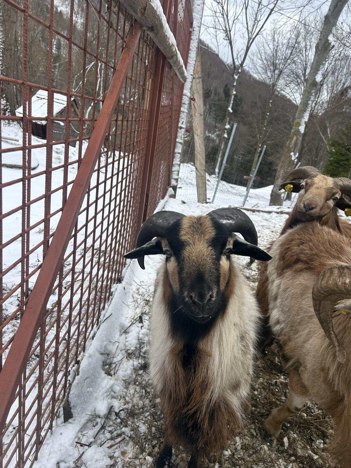 Kamerunschaf Böcke 2