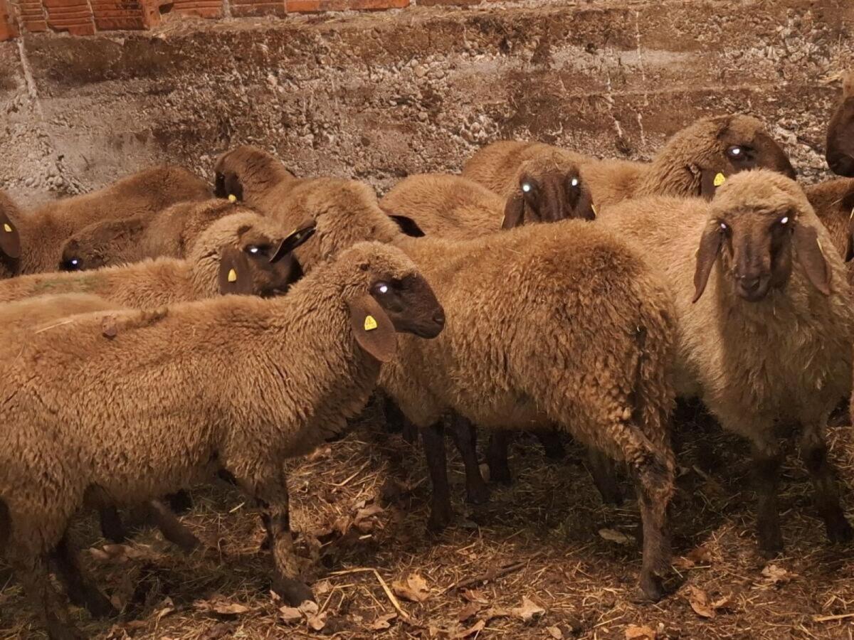 Braune Bergschaf Lämmer BIO 2
