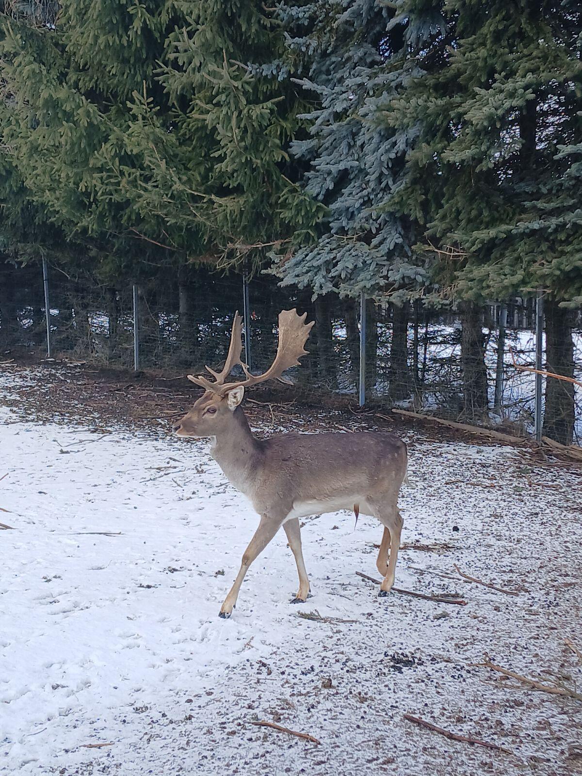 Verkaufe Dammhirsch 3