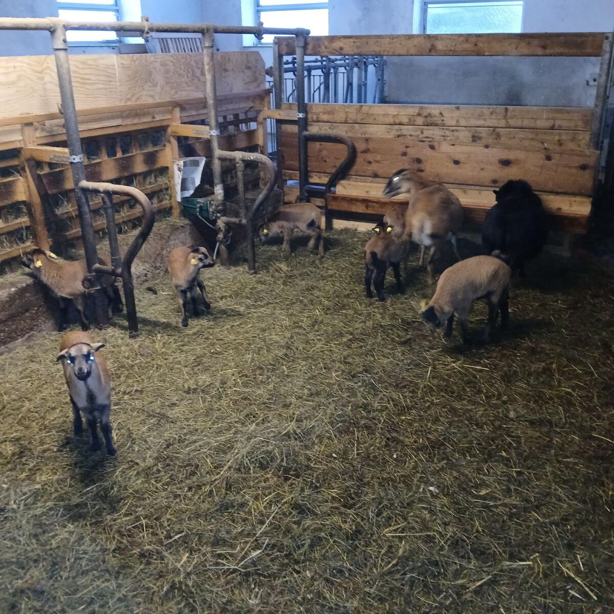 Kamerun Jungböcke 3