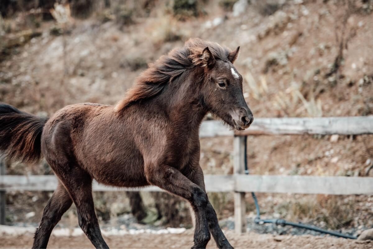 Isländer Stute Jährling 3