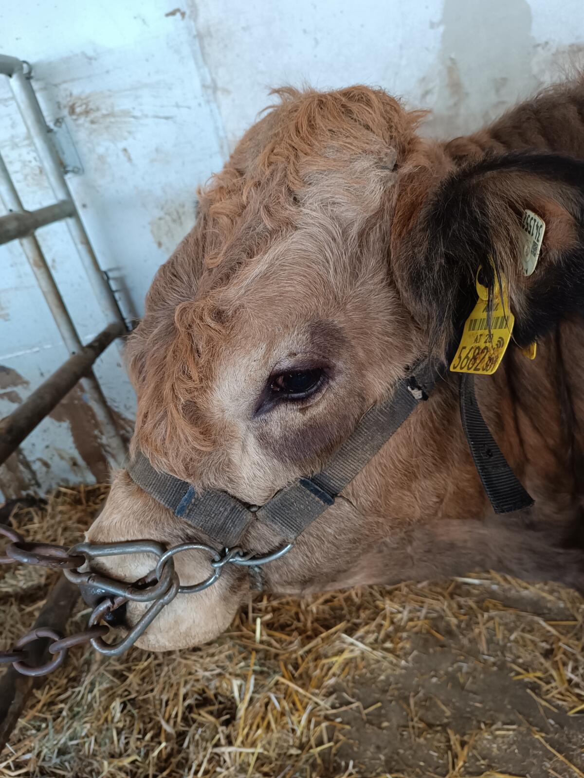 Wunderschöner Bio Aubrac Zuchtstier 2
