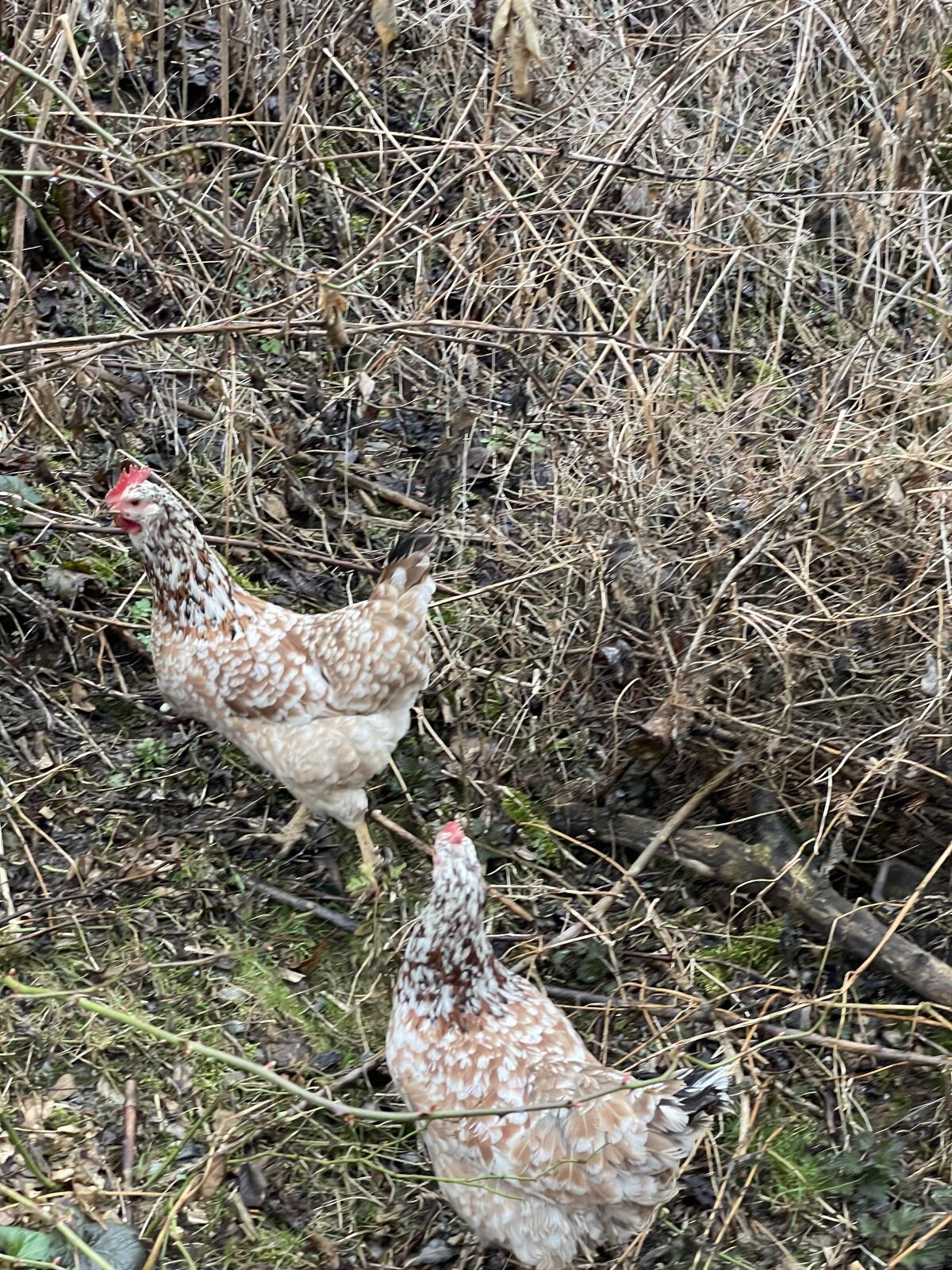 Bruteier Schwedisches Blumenhuhn 3
