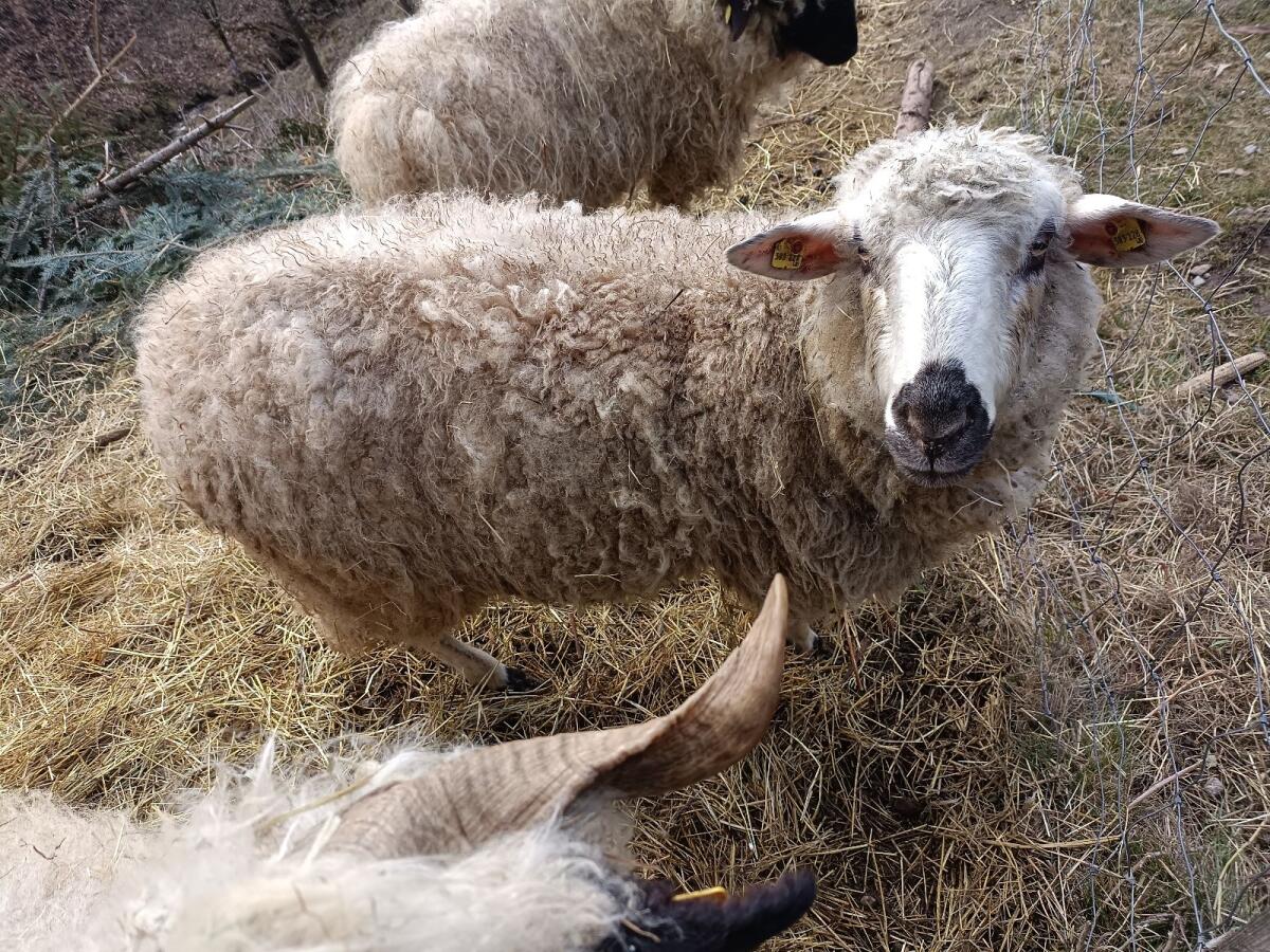 Walliser Milchschaf Mix Aue 2