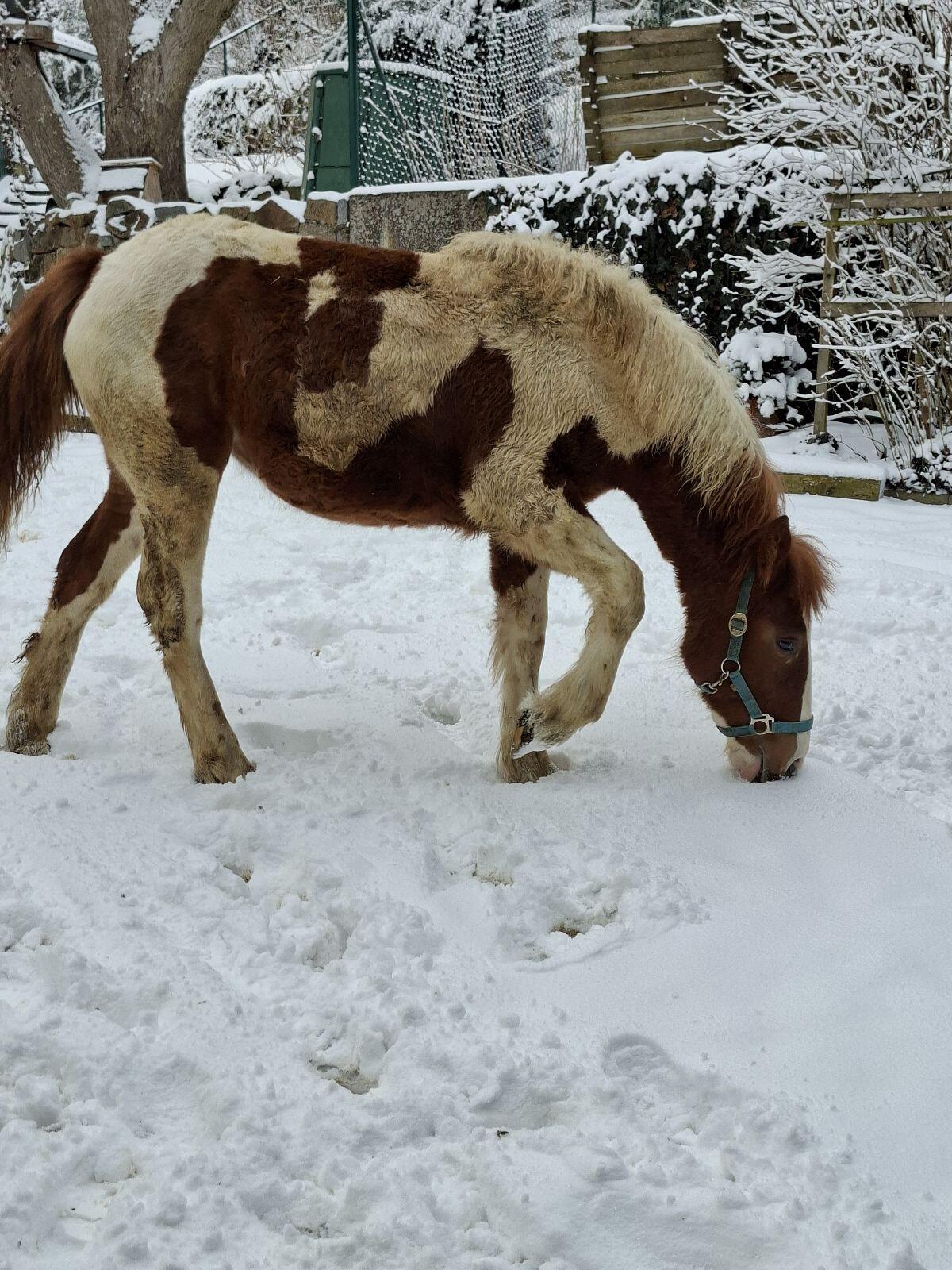 Tinker-Mix Stutfohlen 3