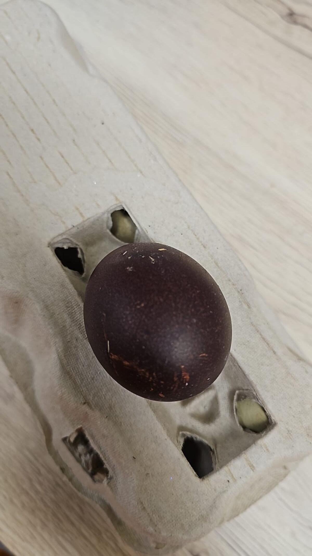 Küken zu vergeben 2